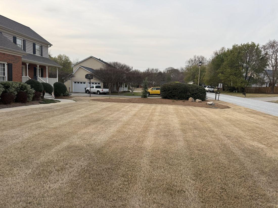 Neatly cleaned-up dormant lawn by Kaus Cuts