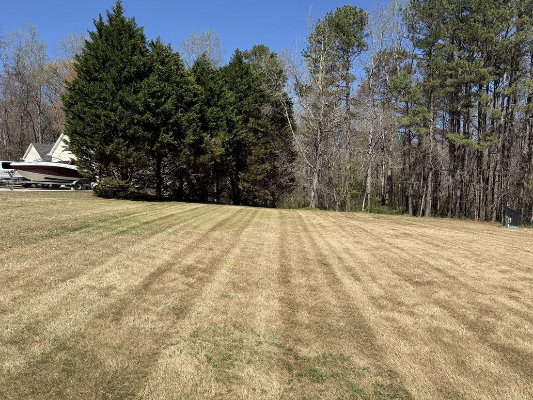 Wide dormant lawn cleaned up by Kaus Cuts