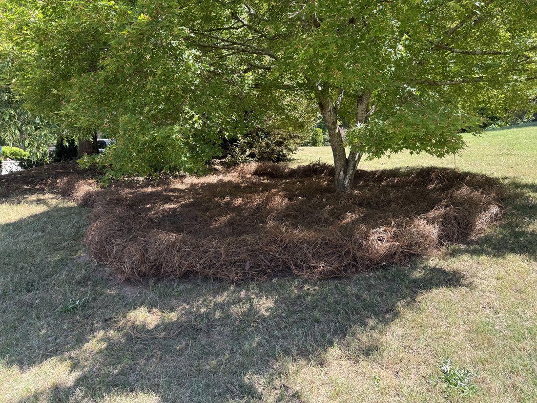 Trees and mulched tree beds maintained by Kaus Cuts