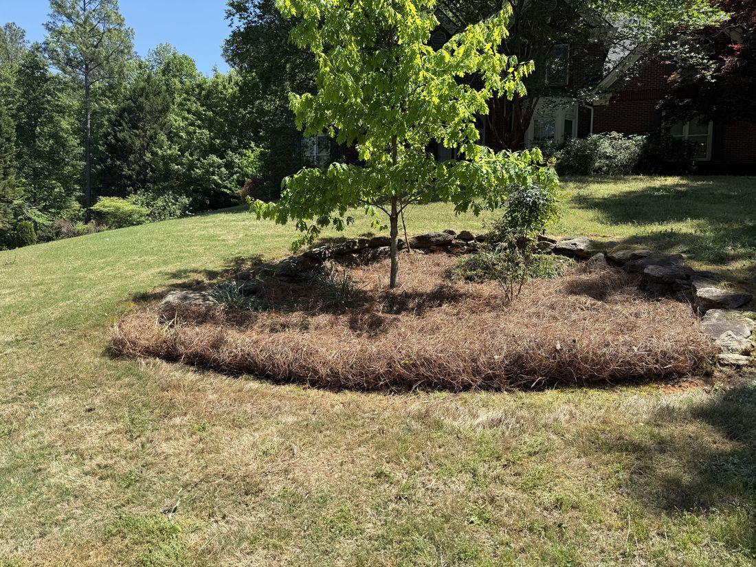 Yard with maintained trees by Kaus Cuts
