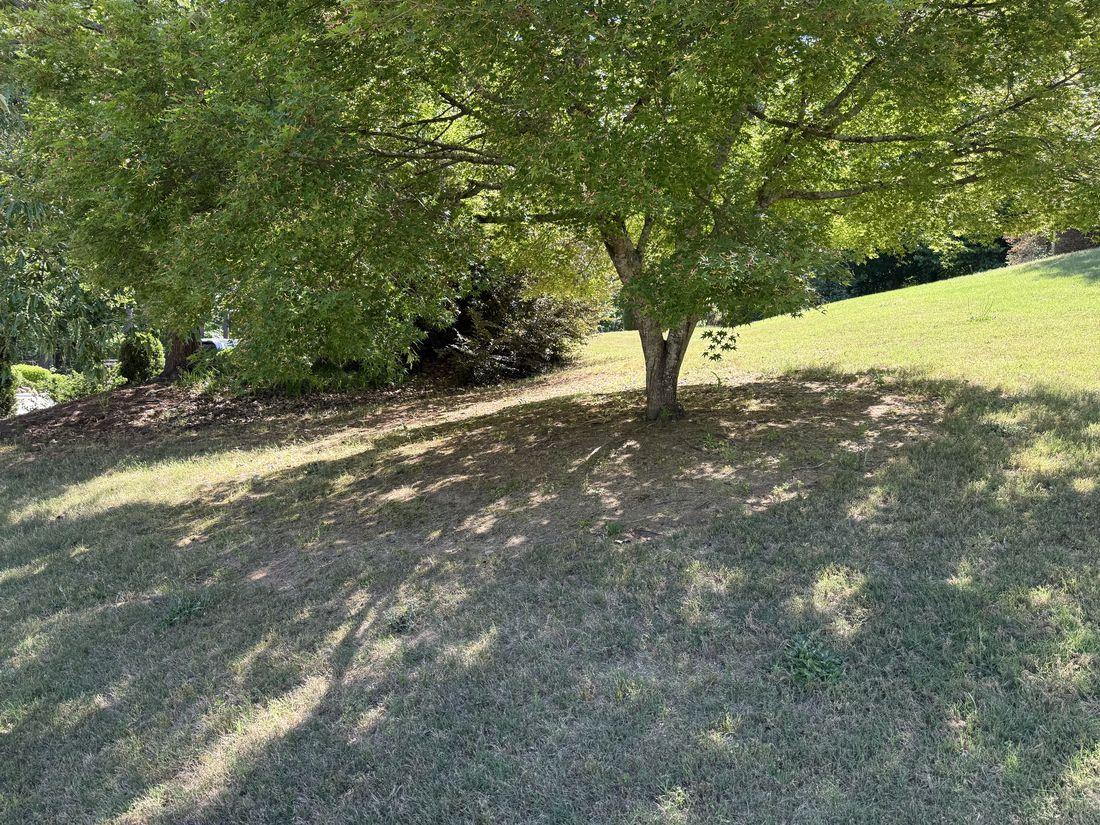Cleared, tidy yard beneath mature trees by Kaus Cuts