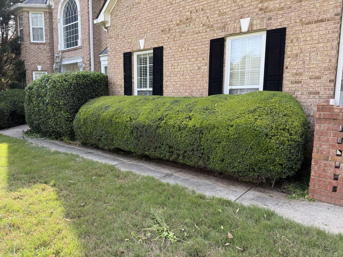Neatly trimmed hedges and tidy beds by Kaus Cuts