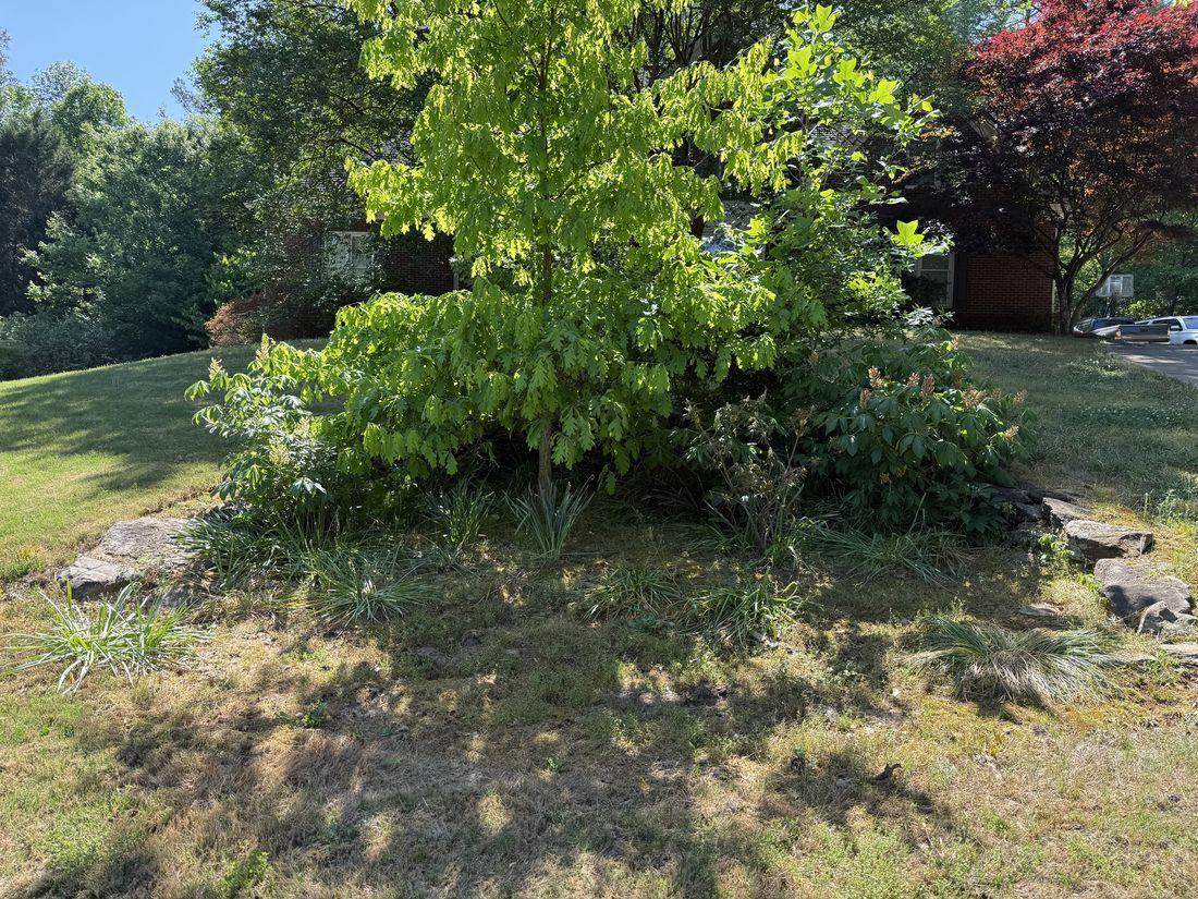 Shaded yard with maintained trees by Kaus Cuts
