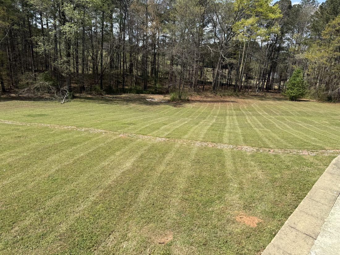 Thick, even turf cut by Kaus Cuts