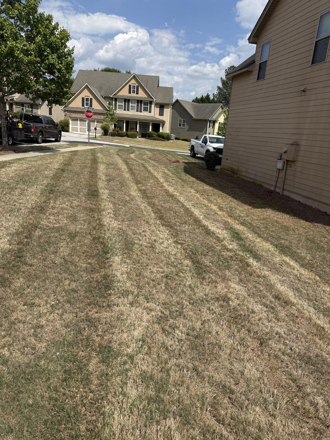 Dense green turf cared for by Kaus Cuts