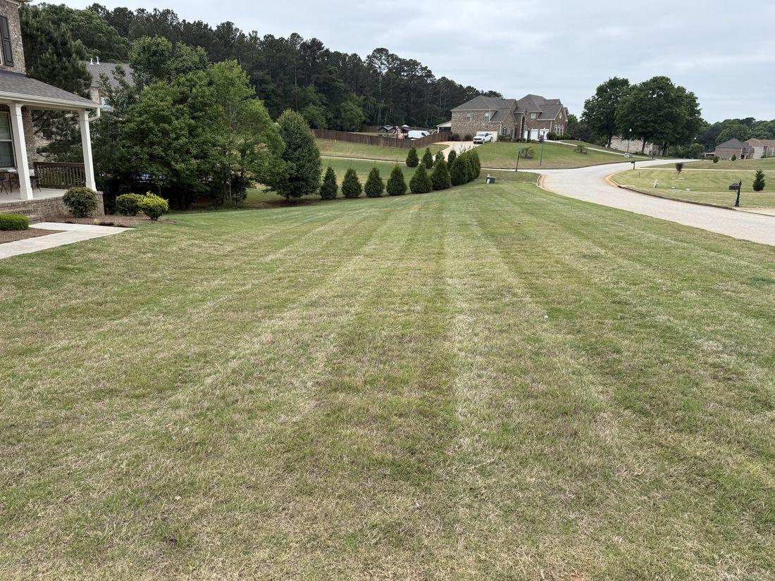 Lush, evenly watered lawn maintained by Kaus Cuts